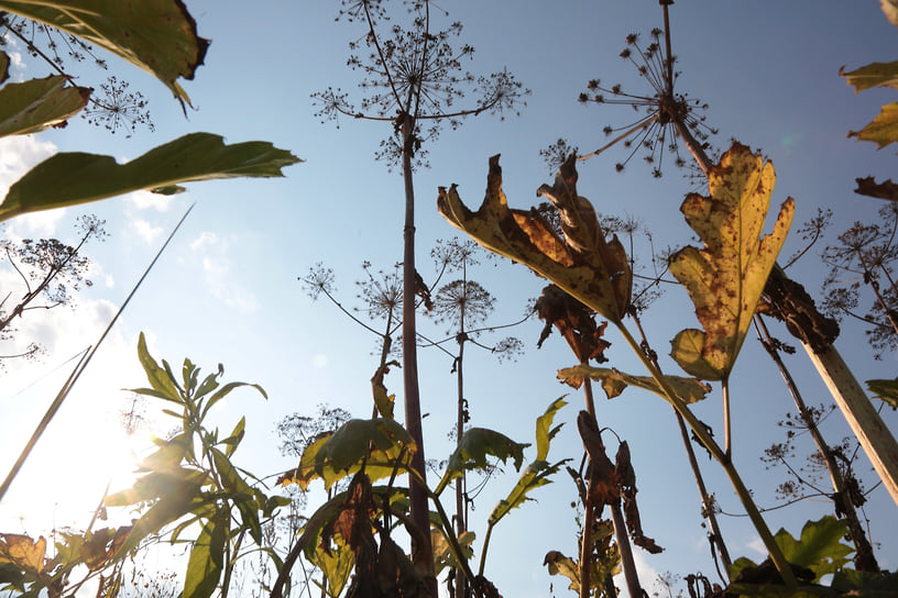 Борщевик Сосновского (Heracleum sosnowskyi)