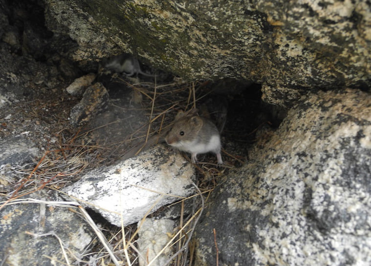 Ольхонская полевка