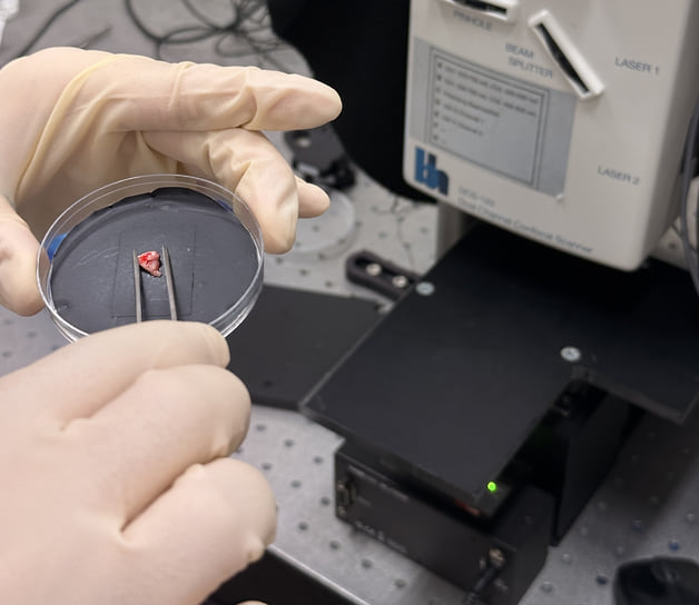 Образец ткани головного мозга