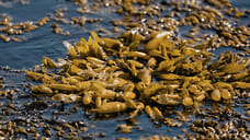 Польза фукуса