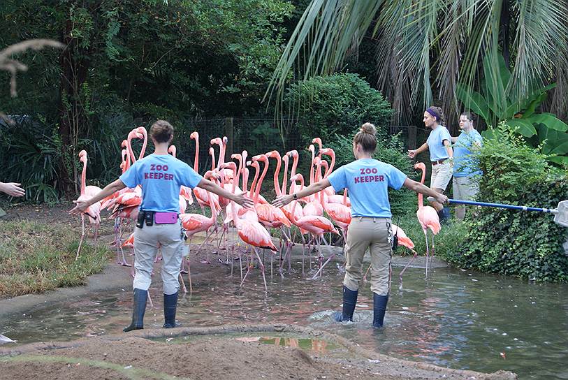 Из зоопарка в Южной Каролине эвакуируют фламинго и других животных