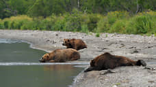 Популяция медведей в Приангарье превысила норму в два раза, власти предупредили об опасности