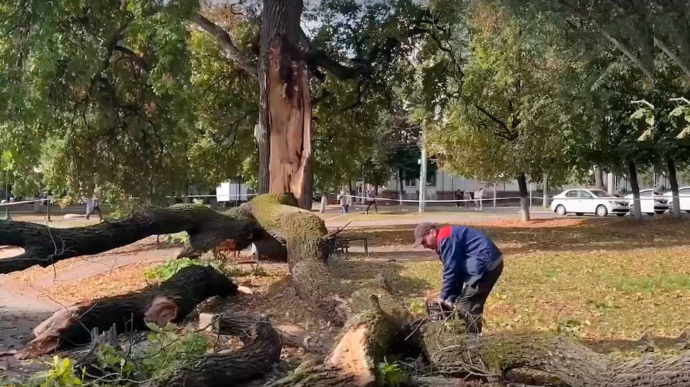 В Орле надвое разломило 162-летний дуб, посаженный в честь отмены крепостного права