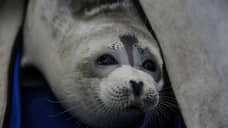 Экологи: каспийский тюлень оказался на грани вымирания