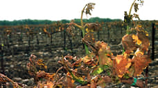 Allianz придется выплатить немецким виноградарям десятки миллионов евро из-за неурожая