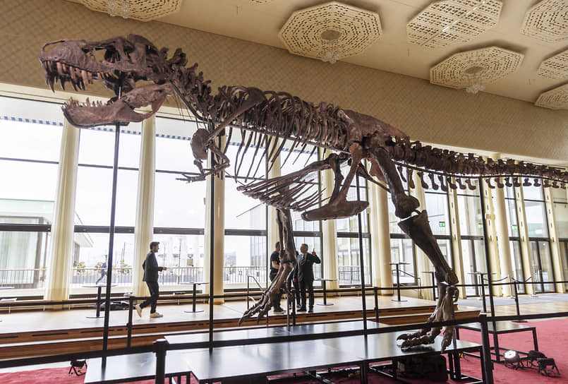 Скелет тираннозавра в аукционном доме Koller в Цюрихе