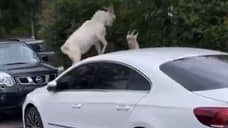 Власти Москвы попросили суд запретить жителю Бутово выпас коз в жилом районе