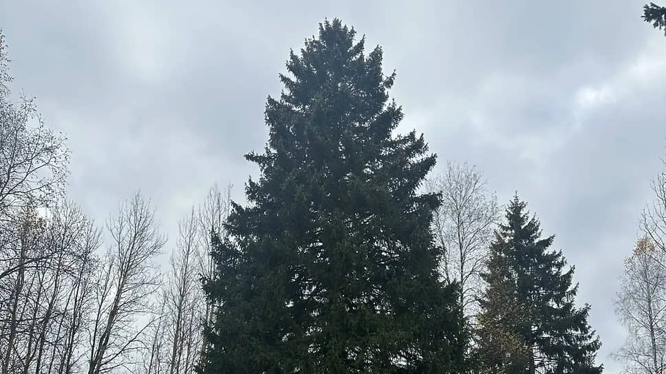 Главной новогодней елью России выбрали вековое дерево из-под Рузы