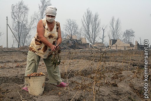 Люди пытаются спасти то немногое, что осталось от урожая. Например, выкопать картошку. Она теперь печеная