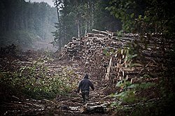 Работы на просеке пока не останавливаются