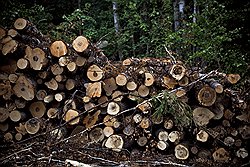 Предполагалось, что под автотрассу будет уничтожено 150 гектаров леса. Еще столько же, как опасаются экологи, может быть вырублено под «сопутствующую инфраструктуру»