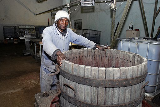 Умпуа Каэтану — единственный непьющий рабочий в виноградарском хозяйстве