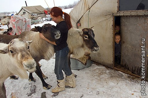 Ненецкие женщины никогда не сидят без дела: расчищают снег, кормят оленей, готовят хлеб, стирают, штопают, заготавливают варенье из морошки, стригут членов семьи 