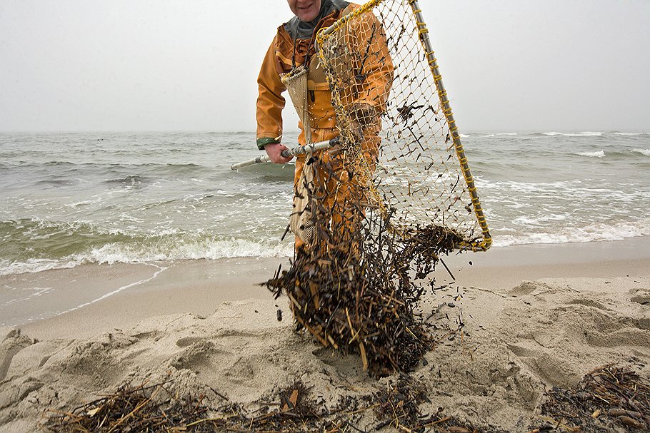 Другая категория охотников за янтарем — это те, кто ищет янтарь с берега: они вылавливают мусор, выброшенный после штормов, при помощи большого сачка на палке, а затем перебирают его