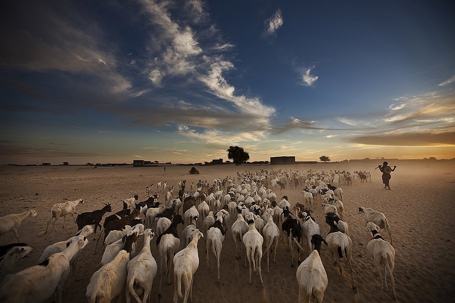 Оседлые туареги — большая редкость, но они есть. община  из деревни Даг-Аллаль (мали) круглый год выращивает рис и просо на берегах реки Нигер. А это стадо каждый день выгоняют на выпас из Тимбукту и каждый день загоняют обратно