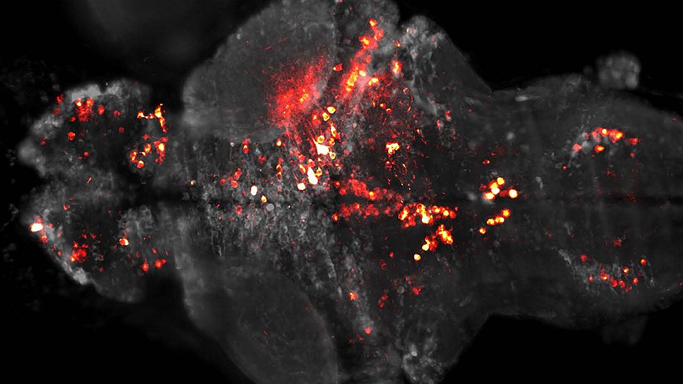 Так работает мозг мелкой рыбки данио при виде еды: возбужденные нейроны отображаются красным свечением