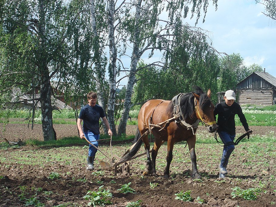 Вспахать огород — мужское дело 
