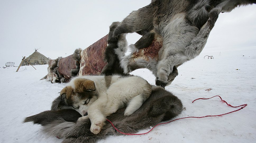 Пока ездовые собаки отдыхают, оленеводы бороздят просторы на снегоходе. Старенький &quot;Буран&quot; дышит на ладан и не разгоняется быстрее 15 км/ч