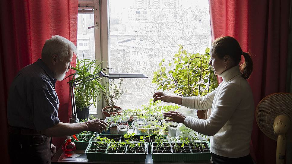 Семья Клейменовых, садоводы с 30-летним стажем, готовят рассаду к открытию дачного сезона 