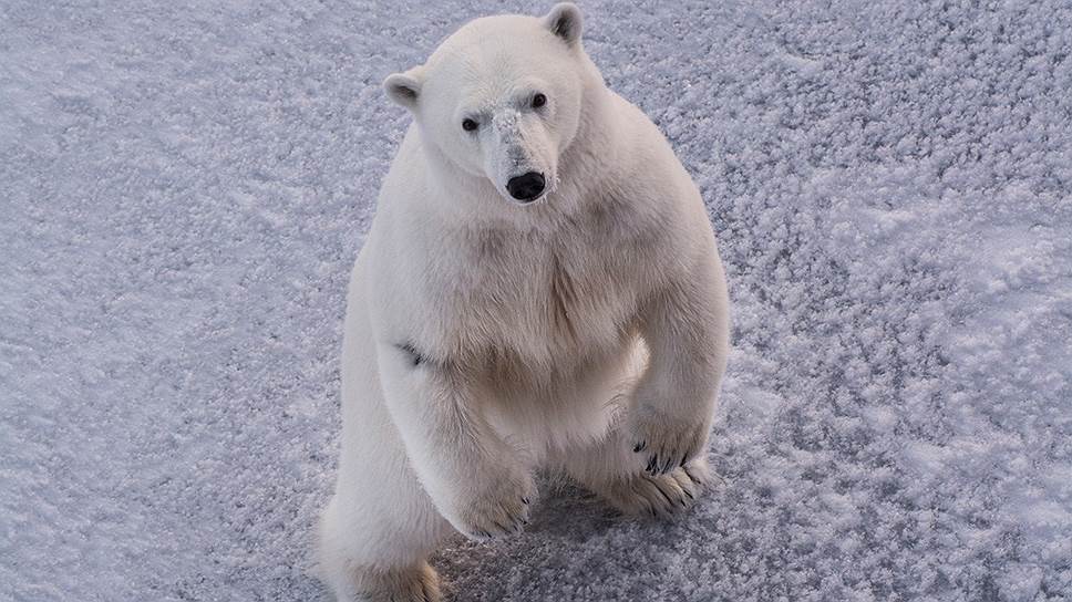 Ранней арктической весной белые медведи довольно агрессивны 
