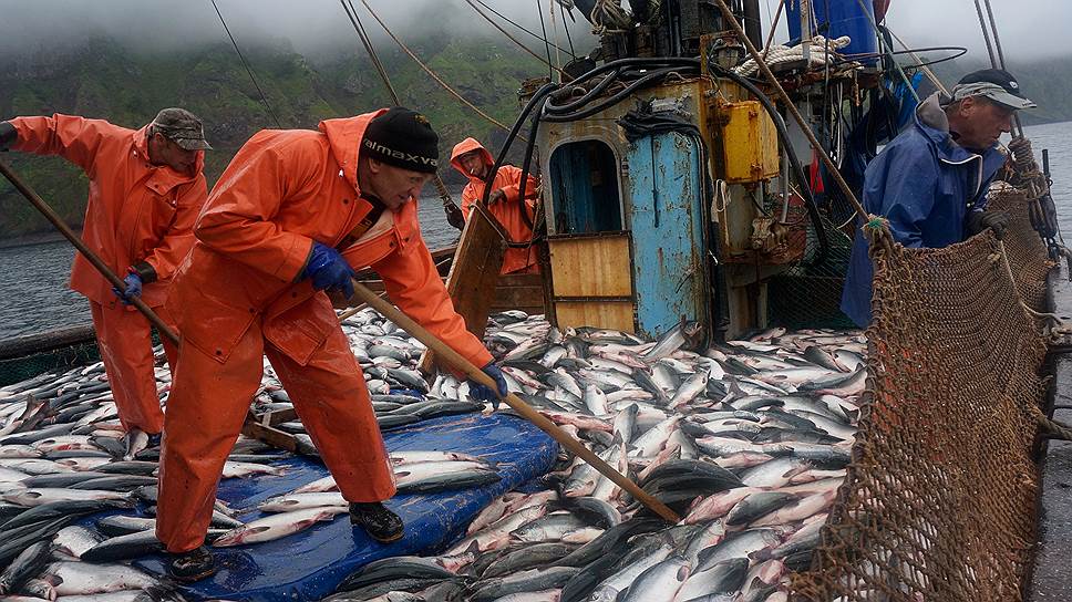 Даже в этот &quot;неурожайный&quot; год сахалинцы выловили лосося больше всех дальневосточников 
