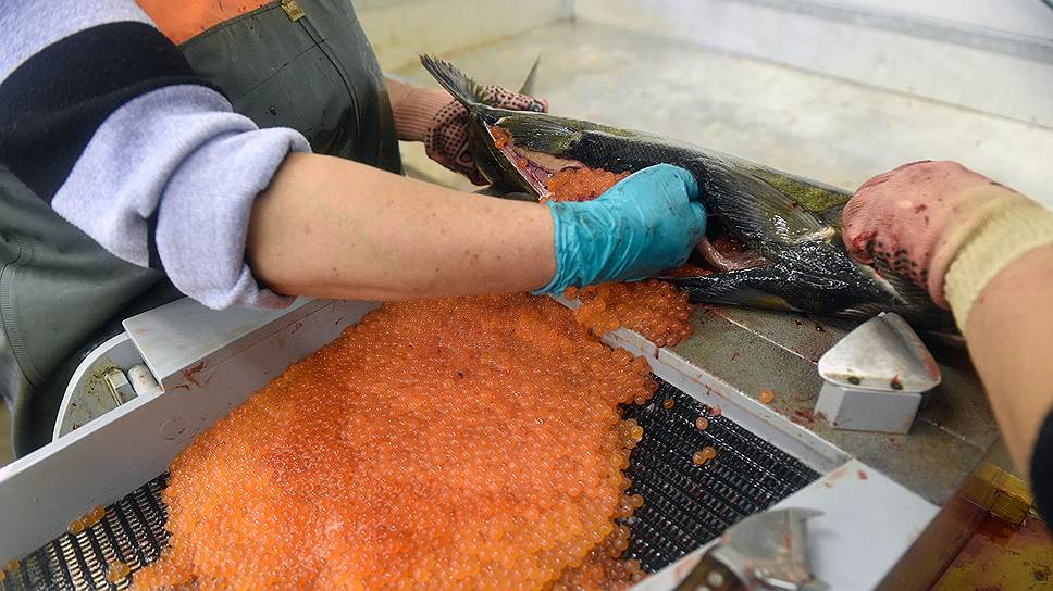Добытая в этом году красная рыба уйдет в основном на материковую часть страны 
