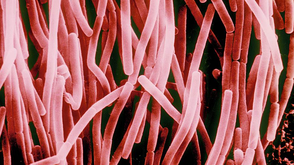 Простая бактерия сенной палочки Bacillus subtilis превратилась в производителя редкого лекарства