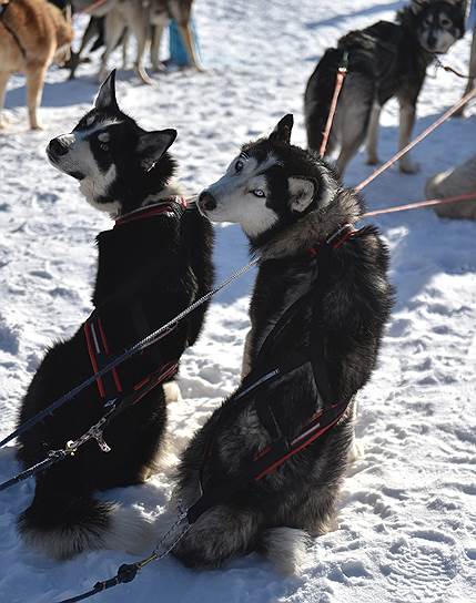 Собаки в упряжке перед началом соревнований