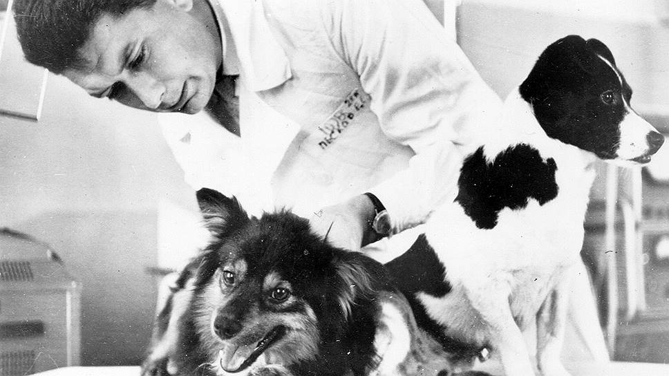 Борис Егоров — первый медик, побывавший в космосе. На фото: он готовит собак Ветра и Уголька к полету на спутнике &quot;Космос-110&quot;, 1966 год 
