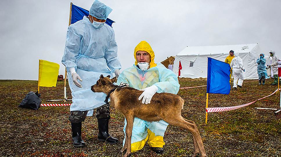 Ветеринары проверяют поголовье оленей недалеко от села Яр-Сале, откуда пришли первые вести о вспышке сибирской язвы 
