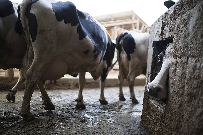 Израильские коровы с 70-х годов не знают себе равных по удоям 