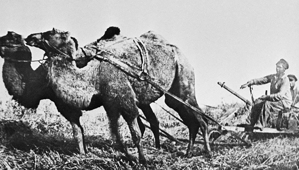 Первый урожай в совхозе-гиганте, созданном в 1928 году в Ростовской области, убирали на верблюдах 