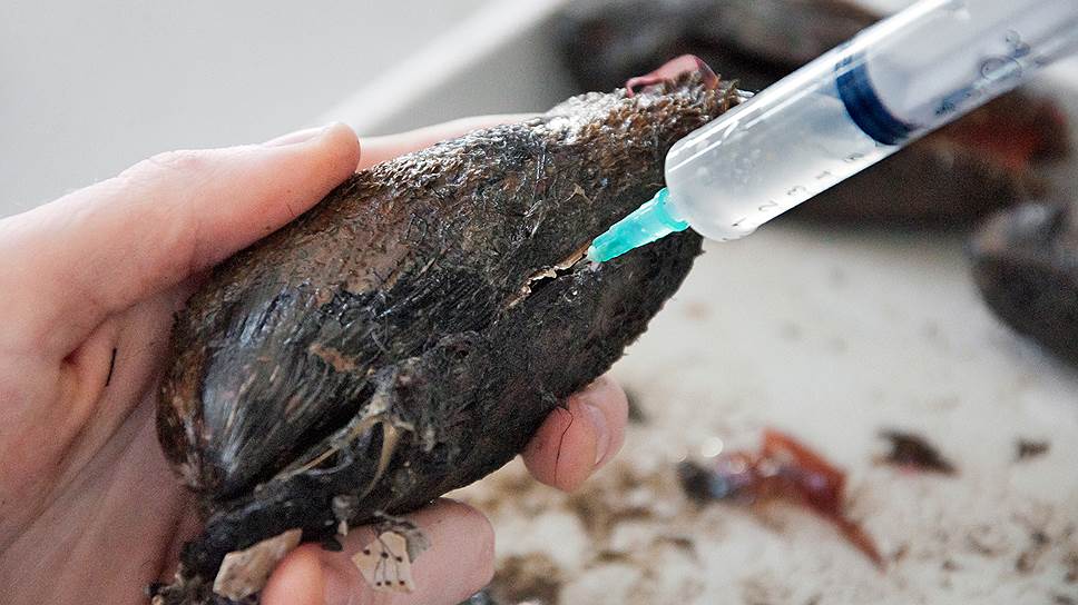 Российские ученые нашли в Приморье моллюска-диагноста