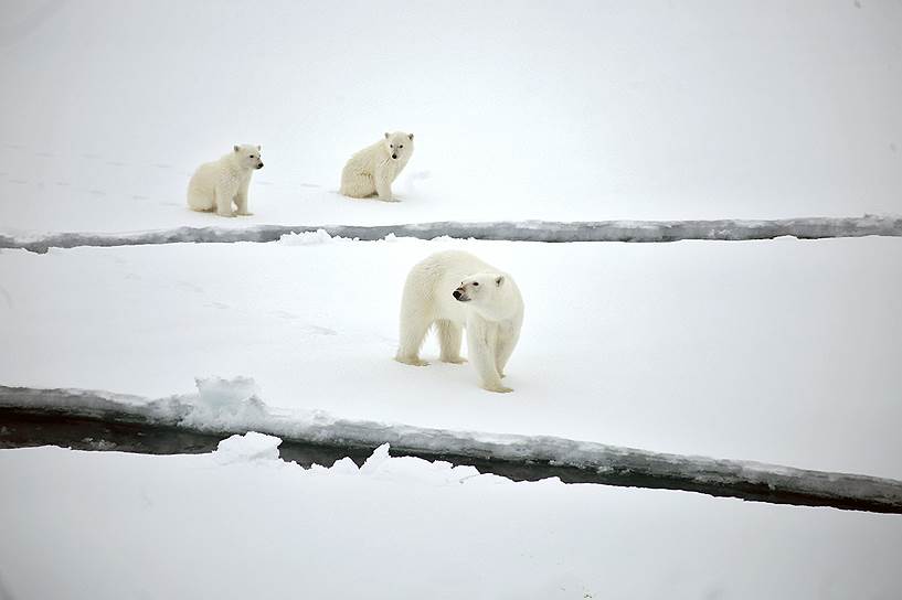 Белые медведи часто преследуют суда в Арктике, надеясь поживиться выброшенными за борт отходами  
