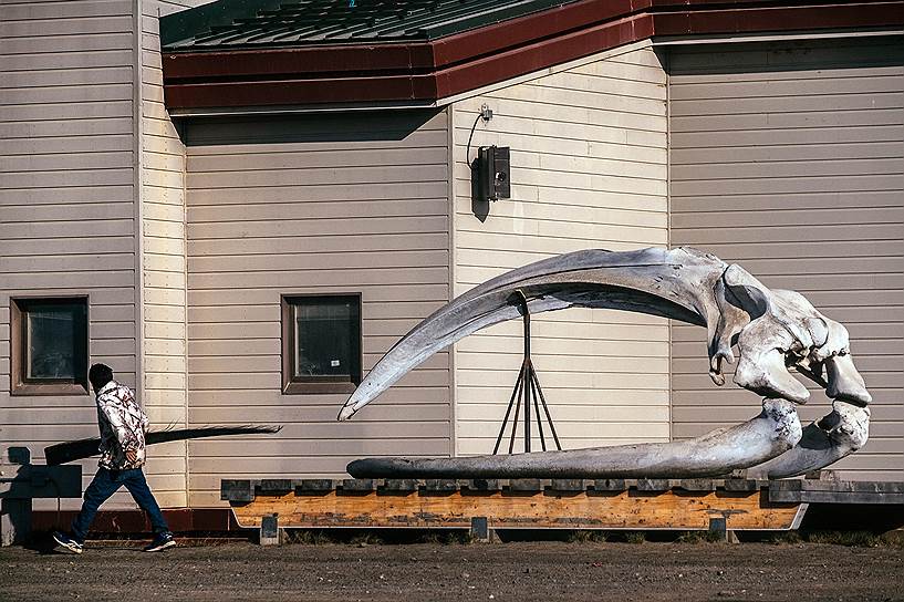 Череп кита, установленный у входа в Центр историко-культурного наследия в городе Барроу