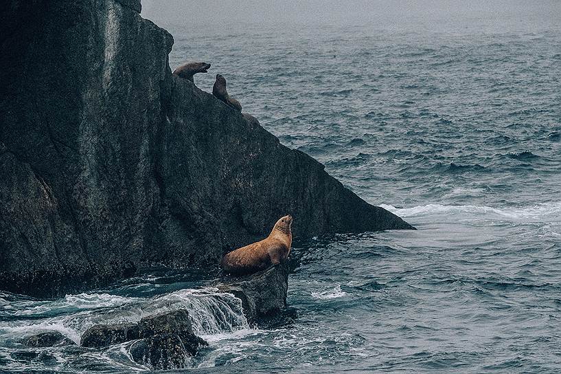 Морские львы Стеллера отдыхают на скалах острова Грот в Национальном парке Кенай-Фьордс 

