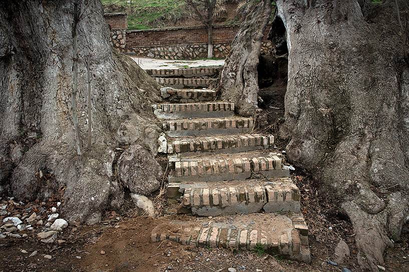 Люди почтительно относятся к этим старым деревьям, вот и здесь небольшая лестница деликатно прошла между могучими стволами 
