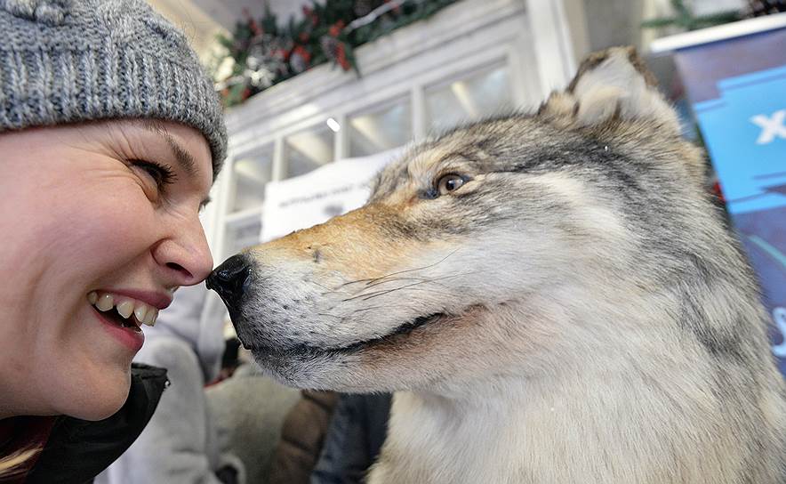 Посетительница выставки фотографируется с чучелом волка