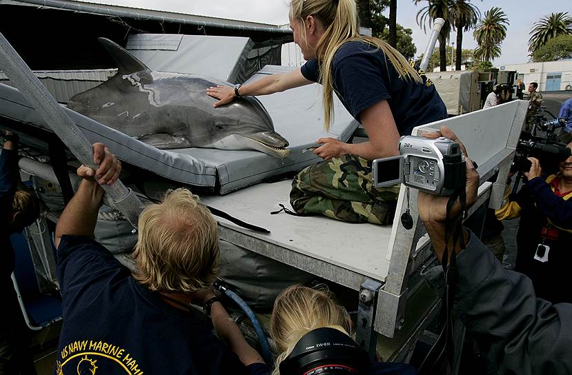 Тренер успокаивает дельфина в ходе транспортировки на базу в Калифорнии. В США до сих пор действует &quot;Программа морских млекопитающих ВМФ&quot; 
