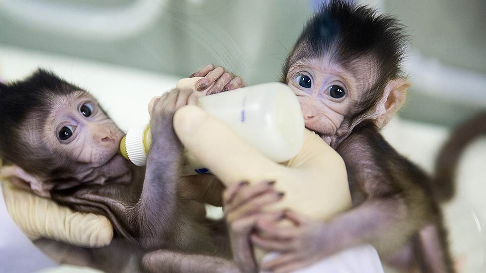 В Китае клонировали обезьян. Кто следующий?