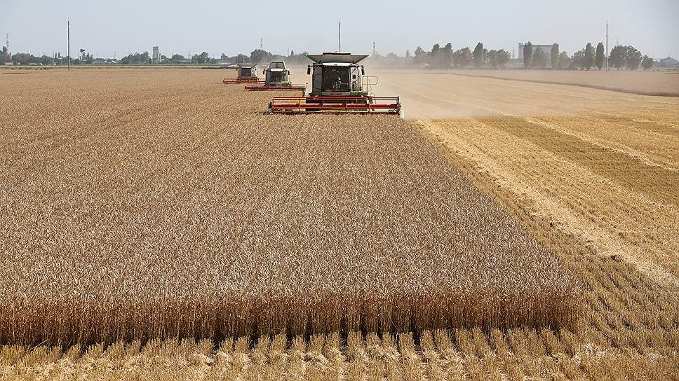 Почему рост экспорта пшеницы не радует сельхозпроизводителей