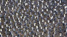 Пингвины в опасности