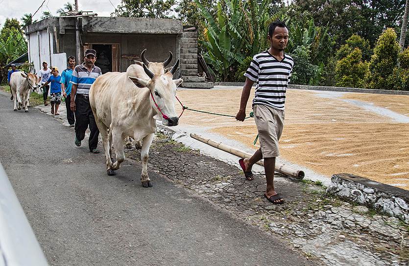 Западная Суматра. Крестьяне ведут коров на паку джави — традиционные гонки на быках и коровах по затопленным рисовым полям