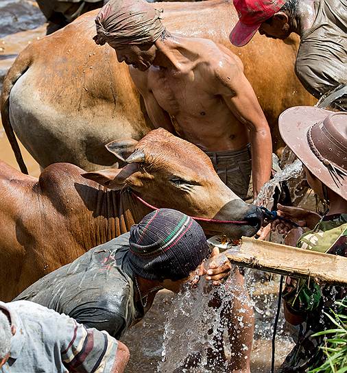 Воду прямо с поля не будет пить даже корова, но всех участников обеспечивают пресной водой