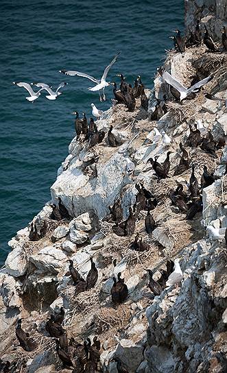 Чайки и бакланы на острове Малый Кылтыгей (Голый) в Чивыркуйском заливе