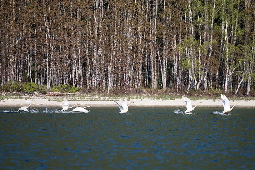 Лебеди в Чивыркуйском заливе