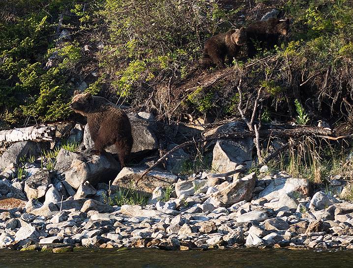 Бурый медведь вышел на берег Байкала в поисках еды
