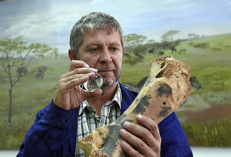 По найденным в пещере костям животных можно восстановить древнюю мегафауну