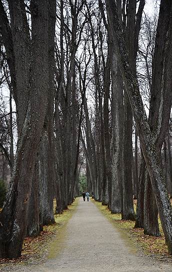 Деревья в Спасском-Лутовиново мемориальные - они действительно помнят Тургенева
