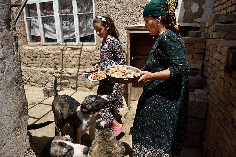 Пастушья и сторожевая деревенская овчарки питаются в основном сухой лепешкой или шариками из муки самого дешевого сорта
